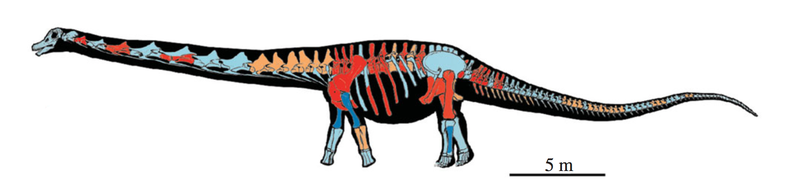 Reconstructed skeleton and body silhouette of Patagotitan mayorum showing preserved elements from the six specimens. (Image: J. L. Carballido et al., 2017)